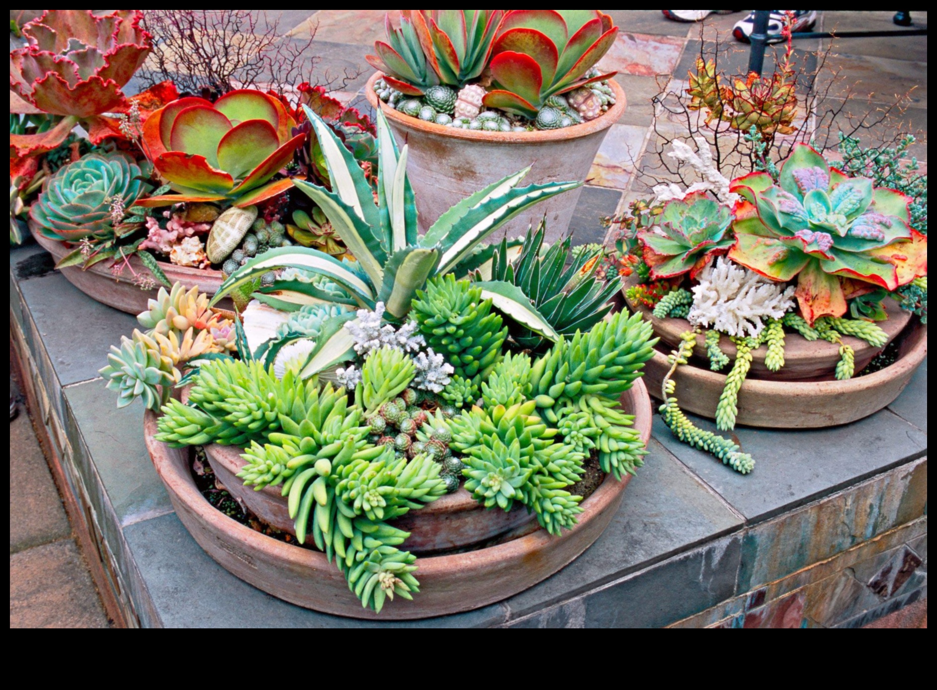 האם אתה יכול להמליץ ​​על דרכים יצירתיות להשתמש בסוקולנטים בעיצוב מודרני?