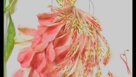 כיצד נופים תורמים למשיכה האסתטית של תצוגות אופנה בחוץ?