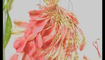 כיצד נופים תורמים למשיכה האסתטית של תצוגות אופנה בחוץ?