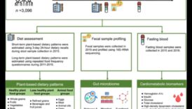 דיאטות ארוכות טווח ומיקרוביום המעי: אינטראקציה דינמית