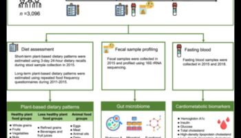 דיאטות ארוכות טווח ומיקרוביום המעי: אינטראקציה דינמית