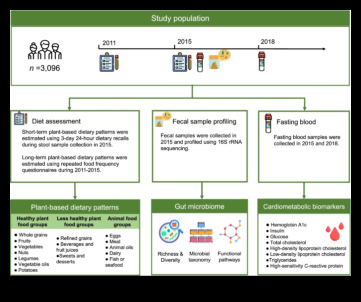 דיאטות ארוכות טווח ומיקרוביום המעי: אינטראקציה דינמית