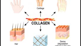 תפקיד החלבון בבריאות השיער, העור והציפורניים