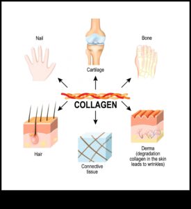 תפקיד החלבון בבריאות השיער, העור והציפורניים