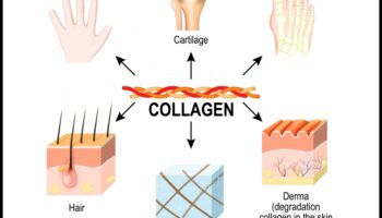 תפקיד החלבון בבריאות השיער, העור והציפורניים