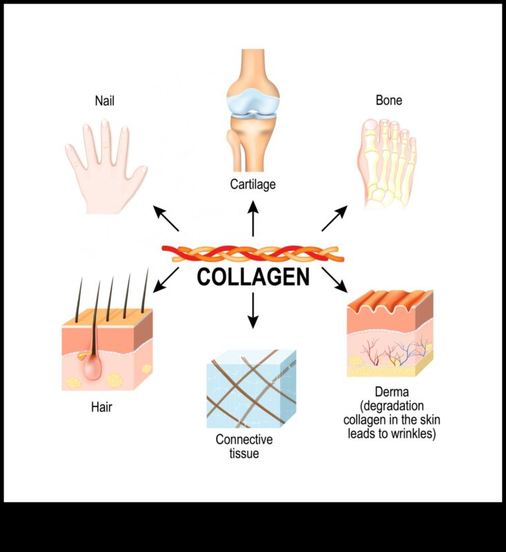 תפקיד החלבון בבריאות השיער, העור והציפורניים