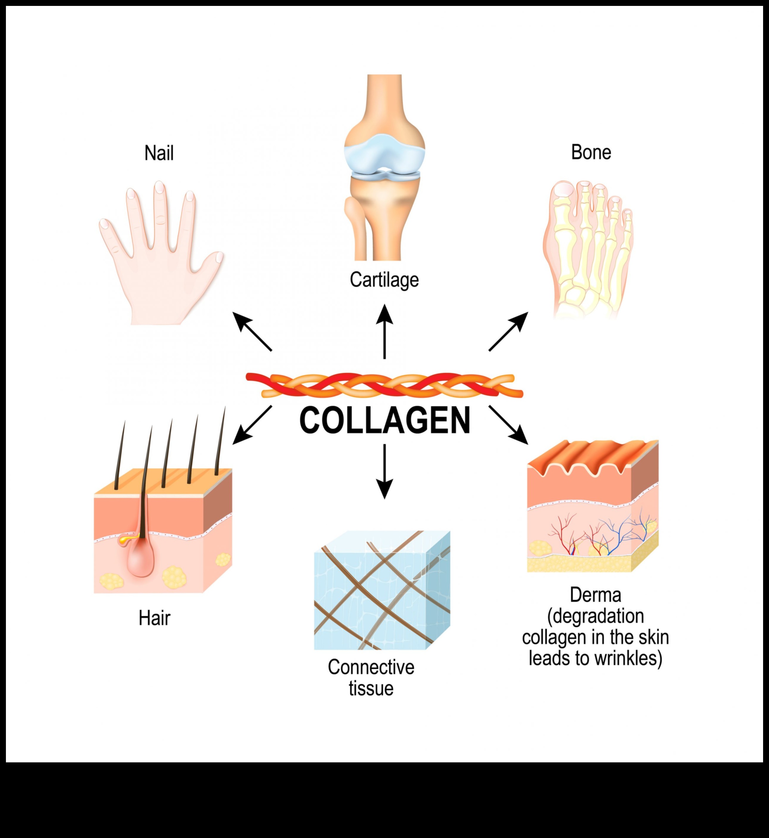חלבון אבן הבניין לשיער, עור וציפורניים בריאים 1 תפקיד החלבון בבריאות השיער, העור והציפורניים