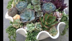 האם אתה יכול להמליץ ​​על דרכים יצירתיות להשתמש בסוקולנטים בעיצוב מודרני?