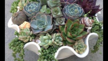 האם אתה יכול להמליץ ​​על דרכים יצירתיות להשתמש בסוקולנטים בעיצוב מודרני?